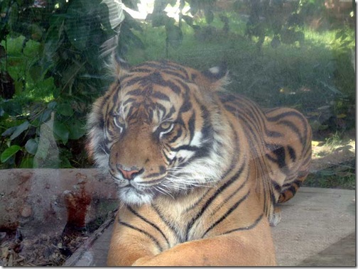 1321-Tiger