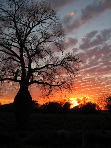 [Sunset Bottle Tree[3].jpg]