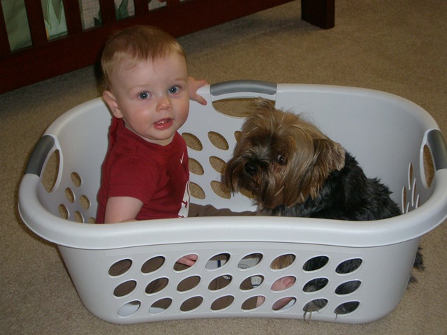 [Parker and Maya in the laundry basket 2009-06-11 001[2].jpg]
