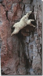 Mountain Goat