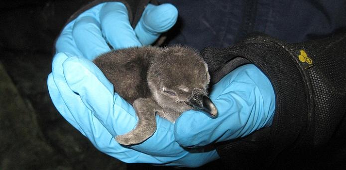 [penguinchick3.jpg]