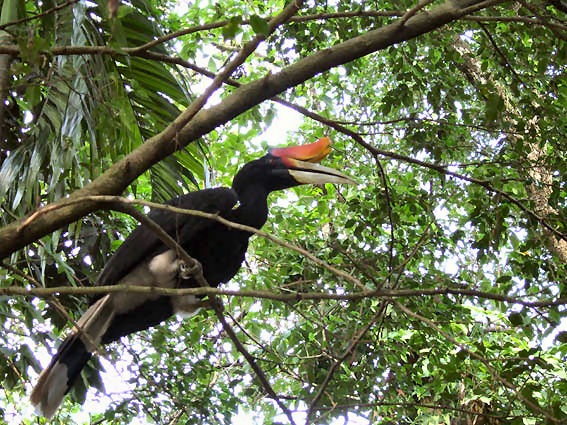 [hornbill4[2].jpg]