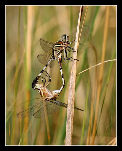 Dragonflies+mating+in+mid+air