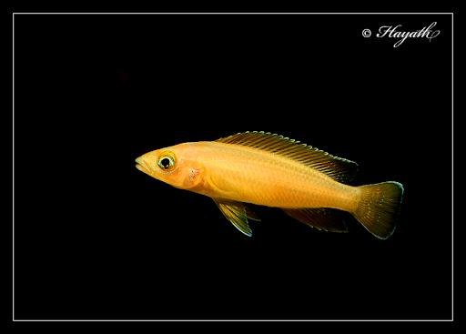 IMAGE: http://lh4.ggpht.com/_J3wCjsRO6Tg/TITx0rBlTTI/AAAAAAAANWA/Iocya3lnxu8/IMG_0060.jpg