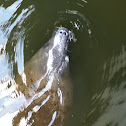 Manatee