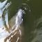 Manatee