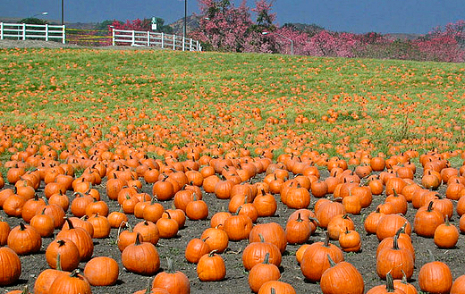 Pumpkin Patch Festival California