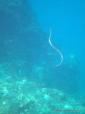 Sea Snake