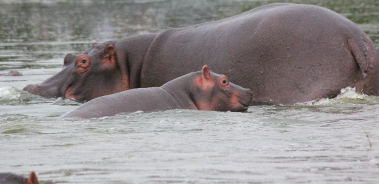 Hippos!