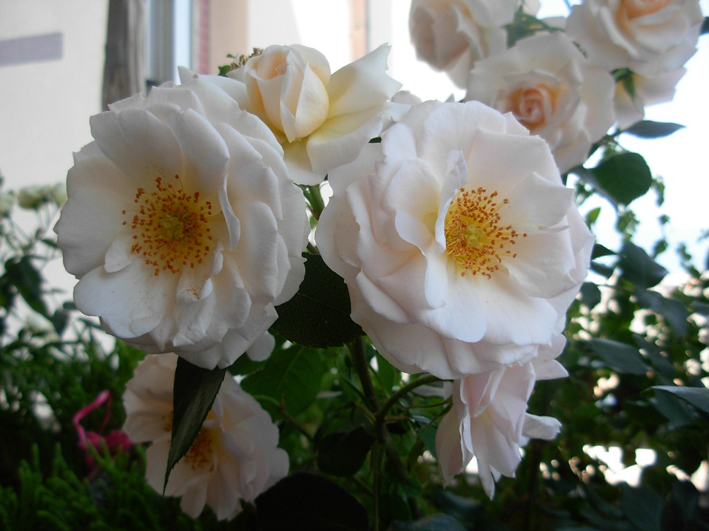 [sciarpa seta rosa  -15[5].jpg]