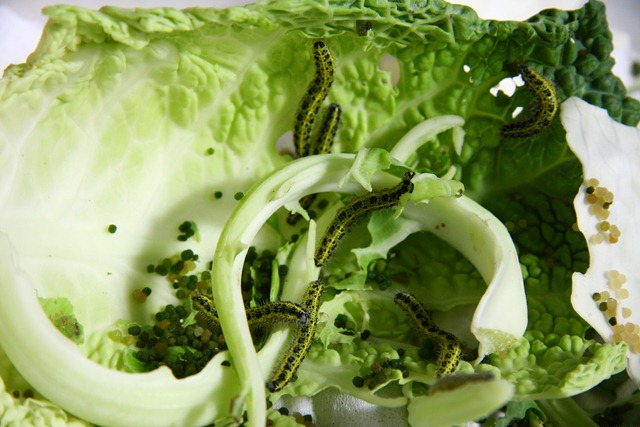 [Allevamentofarfalle52.jpg]