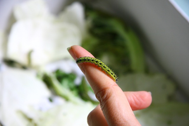 [Allevamentofarfalle7[1].jpg]