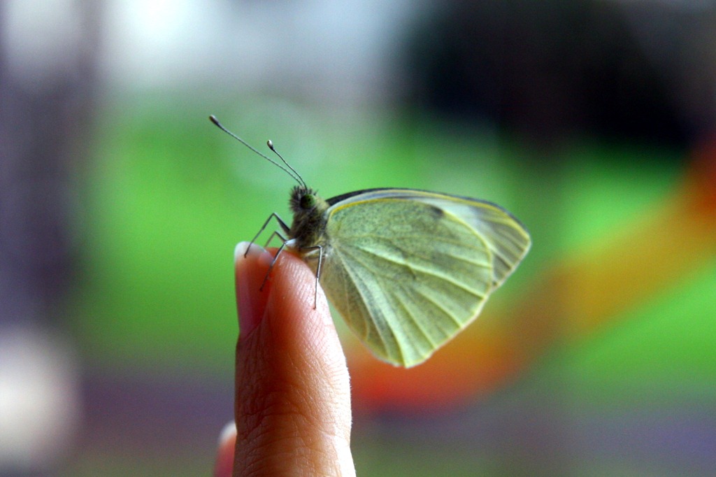 [Allevamentofarfalle145.jpg]