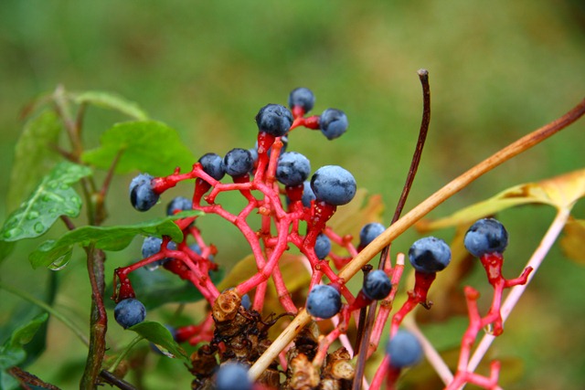 [Collaneinfeltro43.jpg]