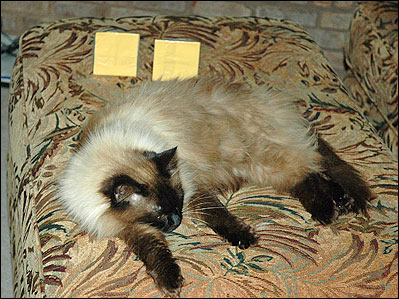 Blogger John's cat with two slices of American Cheese