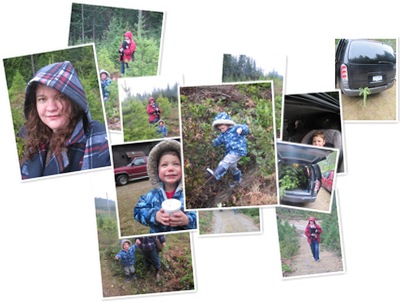 View Christmas Tree Hunting