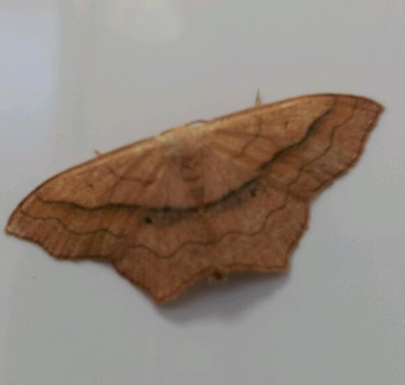 Spotting Image 1