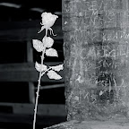 IMGP4476_2.JPG