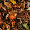 Fall Leaves