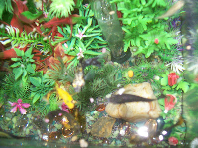 Peixes sendo visto por cima, aqui temos quatro molinésias