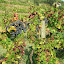 DSCN5489.JPG