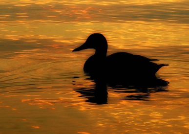 On%20Golden%20Pond
