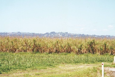 b27 Sugar Cane