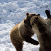 _MG_2005-1.jpg, Ranua Zoo - Laponie - Finland