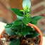 Citrus myrtifolia