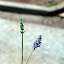greyslate's Hanging Gardens of Baltimore garden