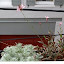 greyslate's Windowbox Display garden