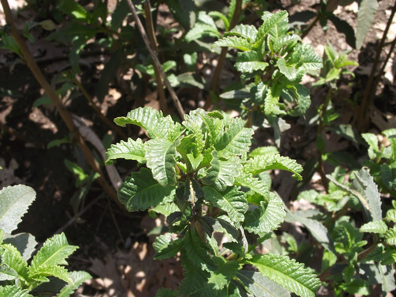 Yerba Santa by Steve Flanagan