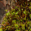 Syntrichia ruralis