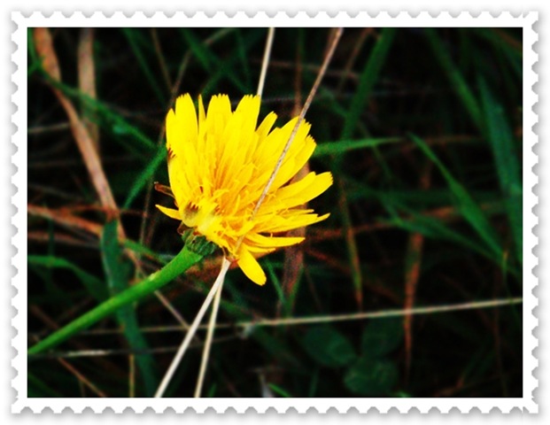 [yellow flower[4].jpg]