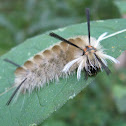 Banded Tussock Moth