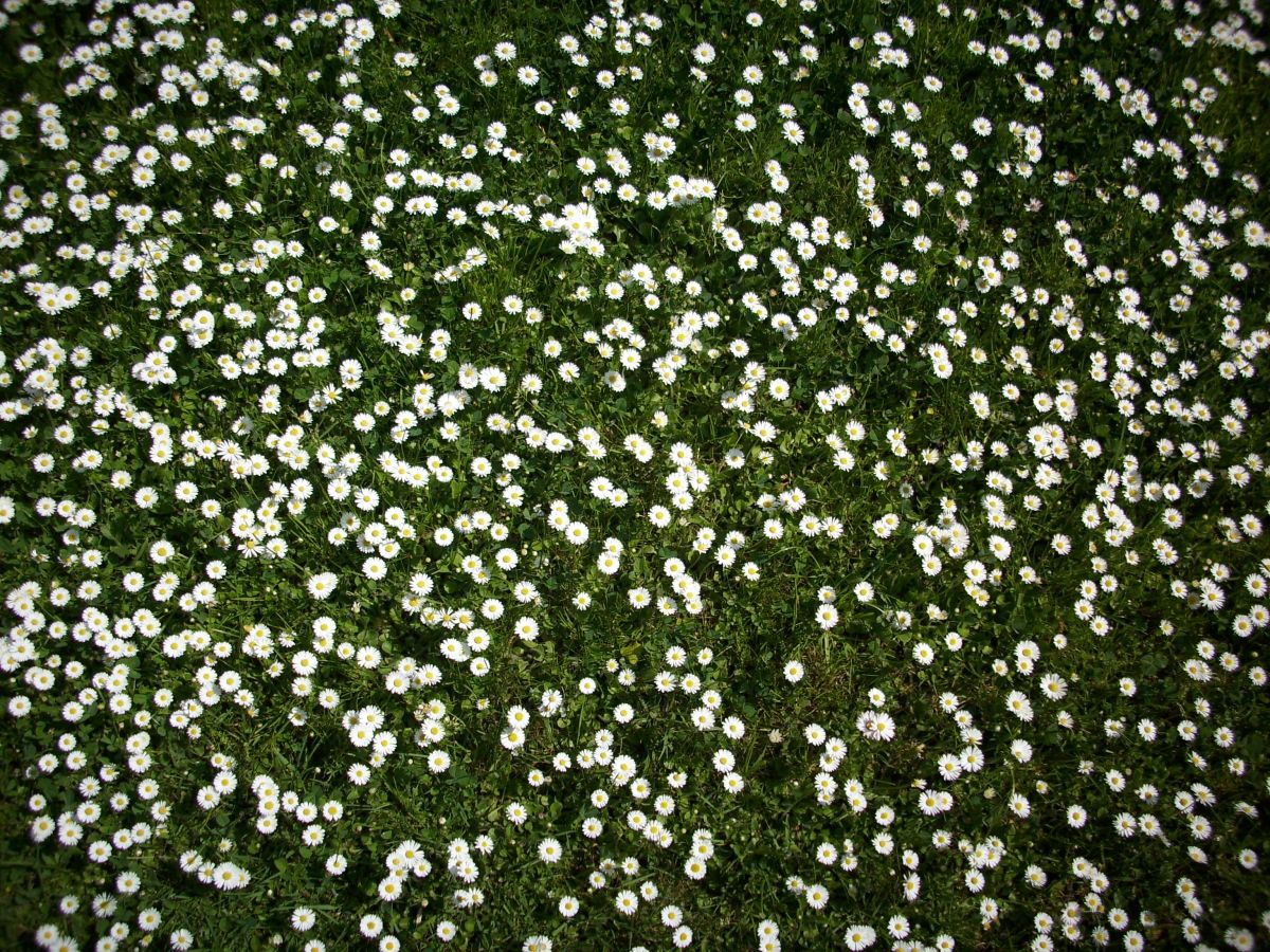 zum n&auml;chsten Bild