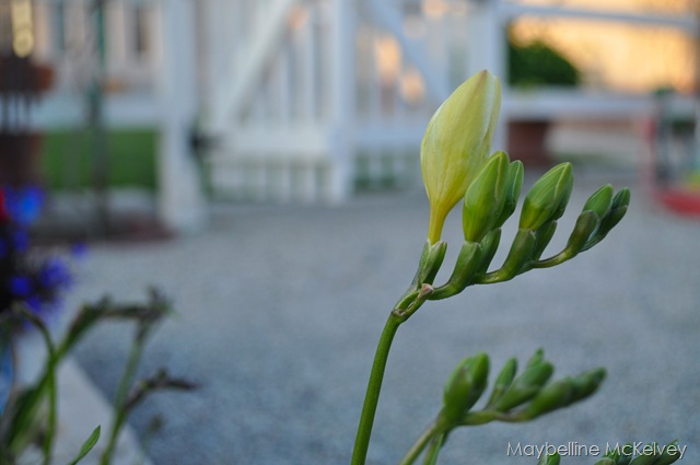 [DSC_1065_3468[7].jpg]
