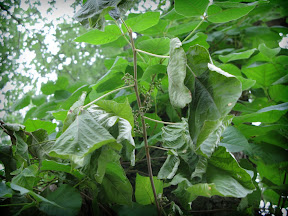 The vines, with their little devilish berries, crawling up the tree.