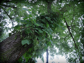 The devilish vines wrap themselves around the tree.