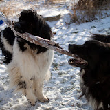 2009-12-12 snow pups-14.jpg