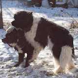 2009-12-12 snow pups-11.jpg