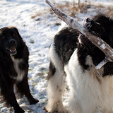 2009-12-12 snow pups-12.jpg