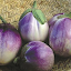 Eggplant (Rosa Bianca) Seeds