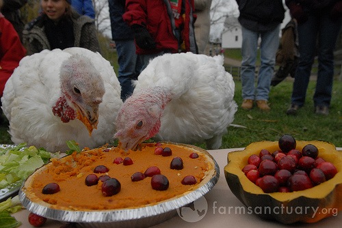 [turkey[7].jpg]