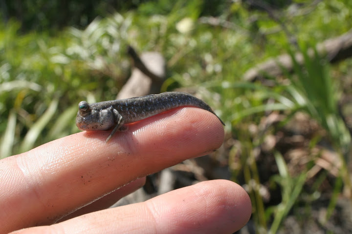 Mudskippers