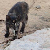 100626_WinstonMapHouey