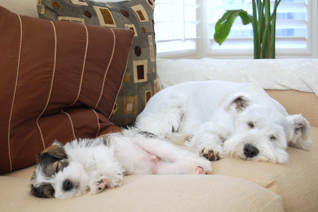 This was way too cute - they like to sleep next to each other.