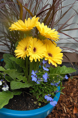 The yellow totally pops with the blue pot.