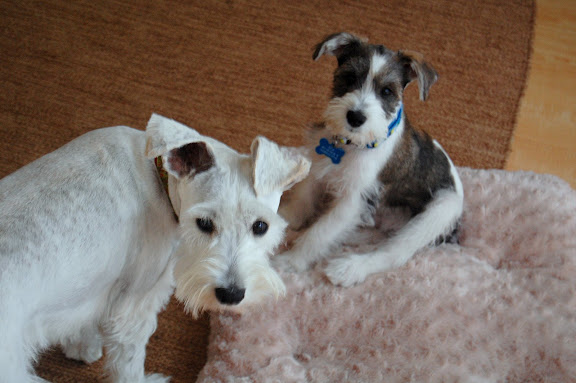 They do almost everything together.