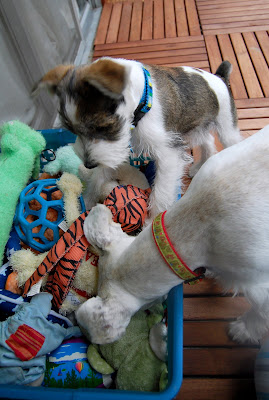 Maui: Which one should we play with?